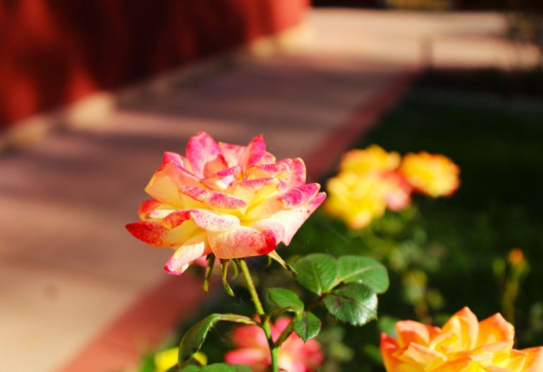 Photograph of a pink and yellow rose in a garden.